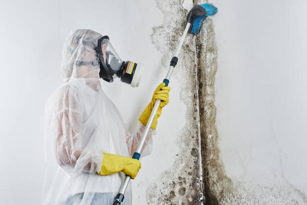 Biohazard Mold Removal in Roanoke, VA